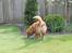 Nova scotia duck tolling retriever Marley - Lidt leg.
