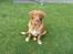 Nova scotia duck tolling retriever Marley - Marley er altid i dejligt humør :-)