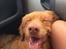 Nova scotia duck tolling retriever Marley - En køretur i bilen. 
