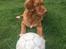Nova scotia duck tolling retriever Marley - Glad for at spille fodbold :-)