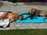 Nova scotia duck tolling retriever Marley - Nyder sommeren med moster Karla.