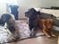 Nova scotia duck tolling retriever Marley - Sammen med moster Karla & onkel Dolph.