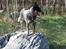 Australsk cattledog Jack