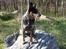 Australsk cattledog Jack