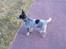 Australsk cattledog Jack