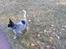 Australsk cattledog Jack