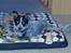 Australsk cattledog Jack