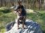 Australsk cattledog Jack