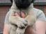 Bullmastiff Hjalmer 
