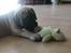 Bullmastiff Hjalmer 