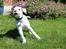Boxer - Tristan von Monsalvat