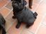 Mops Alpha Blue Anastacia (Kenya)
