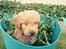 Blanding af racer Goldendoodle (Navn: Einstein)