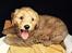 Blanding af racer Goldendoodle (Navn: Einstein)