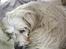 Coton de tulear Jasmine - Mines første bad 