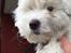 Coton de tulear Jasmine - Mine hjælper til med at male