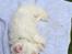 Coton de tulear Jasmine - 9 uger og tager første lur i sit nye hjem