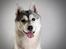 Siberian husky Mesmocan Sunka Yuki