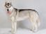 Siberian husky Mesmocan Sunka Yuki