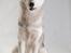 Siberian husky Mesmocan Sunka Yuki