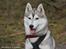 Siberian husky Mesmocan Sunka Yuki