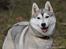 Siberian husky Mesmocan Sunka Yuki