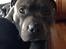 Staffordshire bull terrier Herman