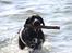 Labrador retriever Eshøjs Trille - 4. Trille på stranden. 20/7 - 2015