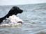 Labrador retriever Eshøjs Trille - 21.Trille på stranden. 20/7 - 2015