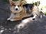 Welsh corgi pembroke Ludwig 