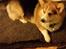 Welsh corgi pembroke Ludwig 