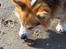 Welsh corgi pembroke Ludwig 