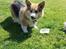 Welsh corgi pembroke Ludwig 