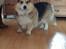 Welsh corgi pembroke Ludwig 