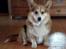 Welsh corgi pembroke Ludwig 