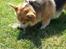 Welsh corgi pembroke Ludwig 