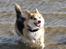 Welsh corgi pembroke Ludwig 
