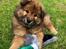 Eurasier Enzo ( Balule's Inxs)