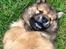Eurasier Enzo ( Balule's Inxs)
