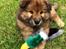 Eurasier Enzo ( Balule's Inxs)