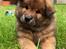 Eurasier Enzo ( Balule's Inxs)