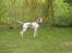 Pointer Oksby Lucca