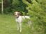 Pointer Oksby Lucca