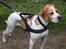 Pointer Oksby Lucca