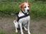 Pointer Oksby Lucca