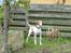 Pointer Oksby Lucca