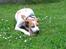 Pointer Oksby Lucca