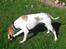Pointer Oksby Lucca