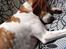 Pointer Oksby Lucca - Maj 2015