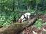 Pointer Oksby Lucca - Juli 2015